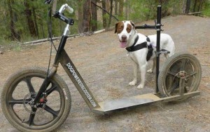 Dog Powered Scooters are Ideal for High-Energy Pets