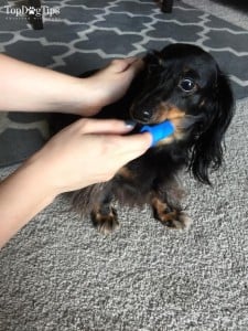 Fluff Your Pup: Vital Pet Grooming Tools for the Job