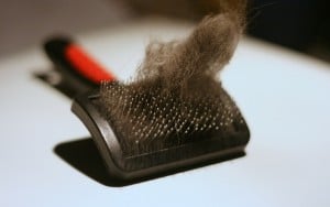 Fluff Your Pup: Vital Pet Grooming Tools for the Job