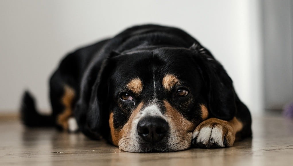 Helping A Dog Adjust When The Owner Passes Away