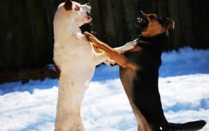 How to Deal With Dog Aggression Without Training Collars