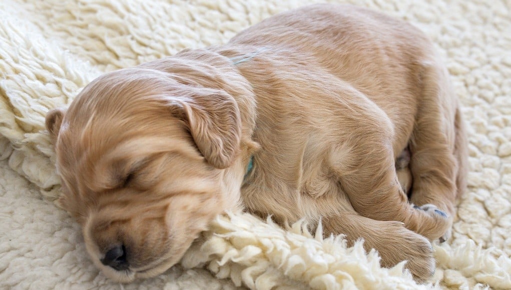 How to Ensure Good Sleep for Puppies