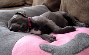 How to Ensure Good Sleep for Puppies