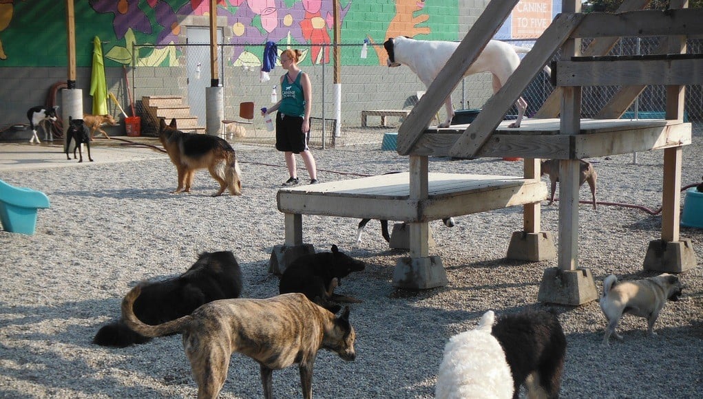 How to Start a Dog Daycare Business