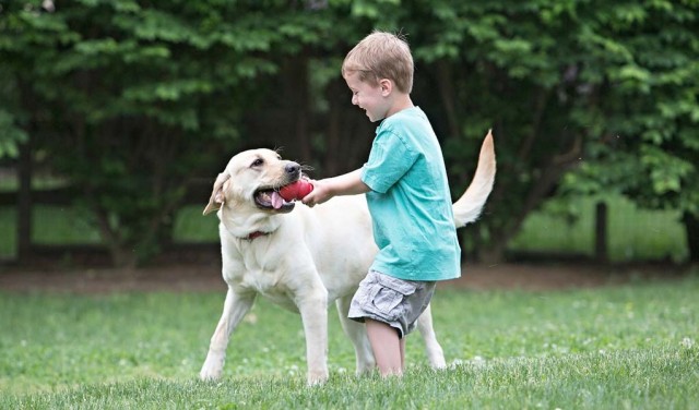 How to Use Pet Treats to Keep Your Dogs Happy