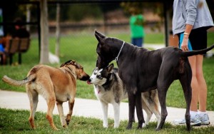 How to Write a Dog Daycare Business Plan