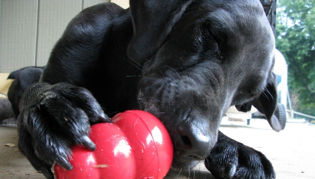 Is Peanut Butter Healthy for Dogs