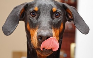 Is Peanut Butter Healthy for Dogs