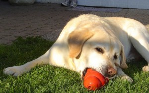 Is Peanut Butter Healthy for Dogs