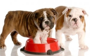 Mars is Leading the Way to a Greener Pet Food Industry