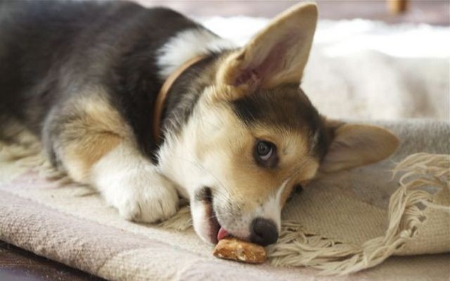 More Dog Treats Recalled Due to Possible Salmonella Contamination