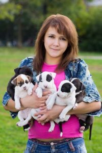 Preliminary considerations before starting a dog breeding business