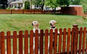 Pros & Cons of Wireless Dog Containment Systems