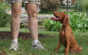 Pros & Cons of Wireless Dog Containment Systems