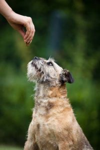 Reward a dog with a treat