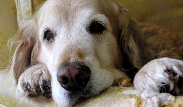 Senior Dogs Deserve a Better Quality of Life