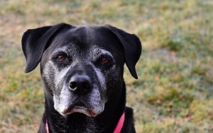 Senior Dogs Deserve a Better Quality of Life