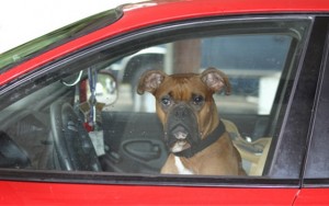 Texas Student Creates Device to Save Pets Trapped in Hot Vehicles