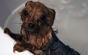 The Benefits of Waterless Dog Shampoo