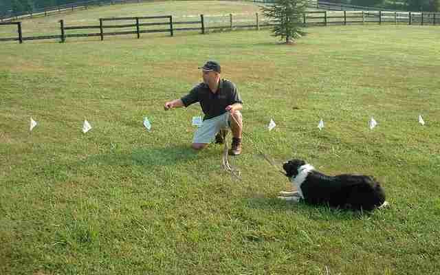 The Latest Invisible Fence Technology is Available Throughout Canada