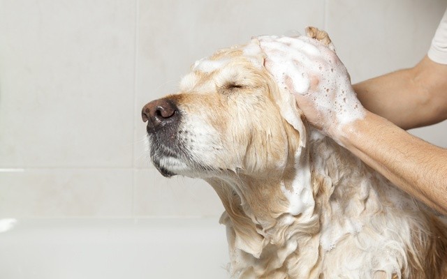 The Woof Pouf Offers a Whhole New Way to Wash Your Dog