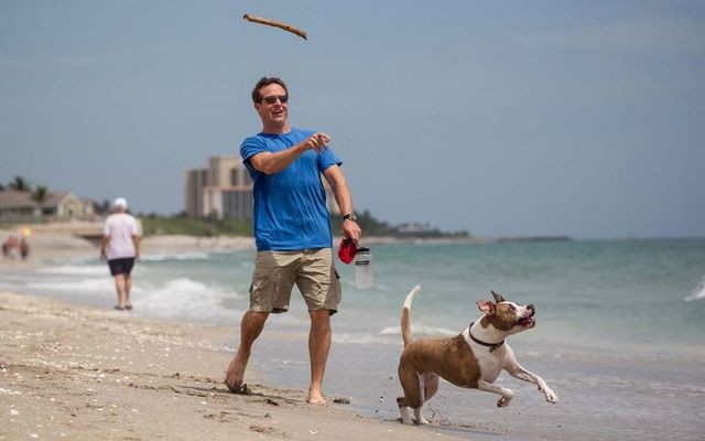 Visit Florida Launches Campaign to Lure Tourists and Their Dogs