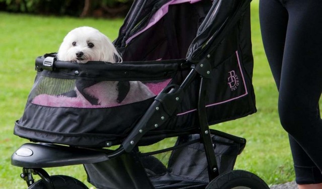 Why You Should Be Proud of Your Dog Stroller