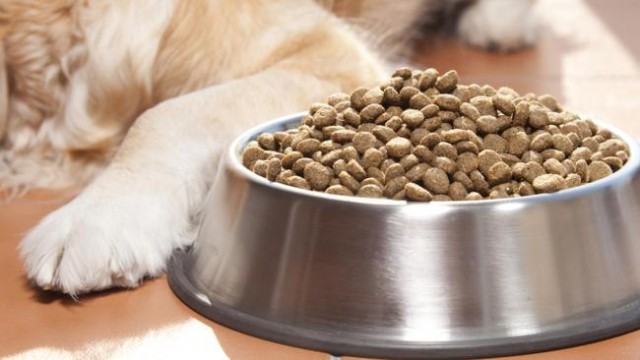 Woman Says A Newly Recalled Dog Food Gave Her Dog Listeria