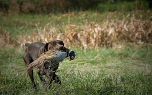 30 Top Hunting Dog Supplies That'll Make You A Better Hunter