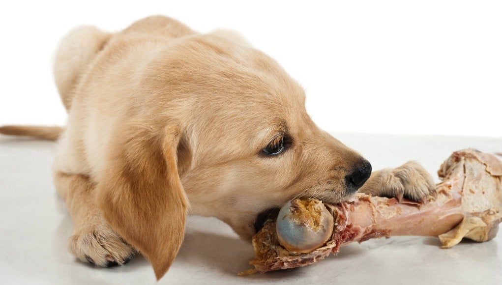 Are Raw Bones Good for Dogs