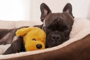 Best Gifts for Dog Lovers