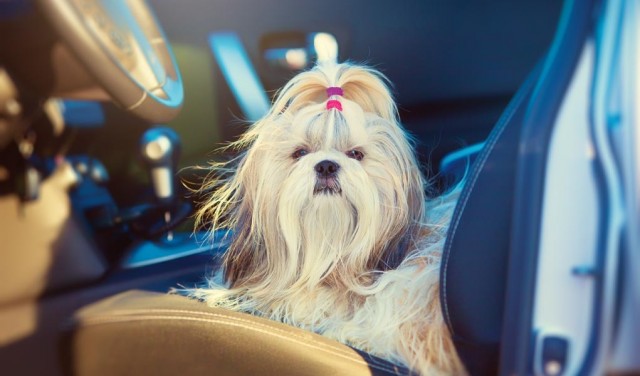 Buckle That Belt - Why You Need a Dog Car Seat