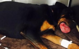 Canine Suffers Fatal Injury From Popular Chew Toy