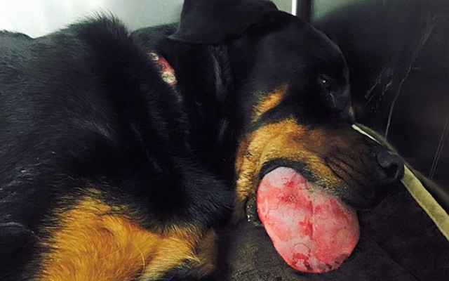 Canine Suffers Fatal Injury From Popular Chew Toy