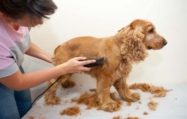 Dog Clipper Blades - Pro Tips, Tricks and Techniques for Using Them