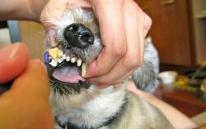 Dog Teeth Cleaning 101