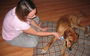 Dog Teeth Cleaning 101