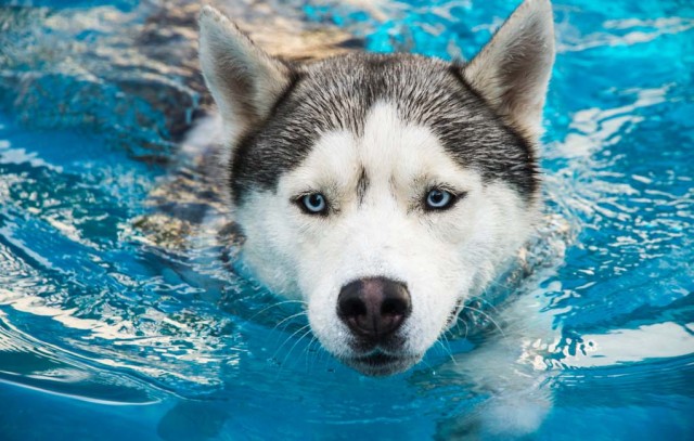 Dogs in Pools - Why Swimming is Good for Your Pet featured image