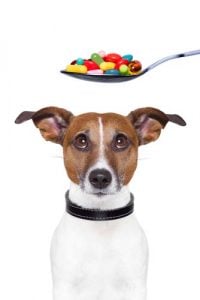 Giving pet supplements for dogs