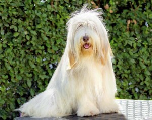 Grooming Different Types of Dog Coats