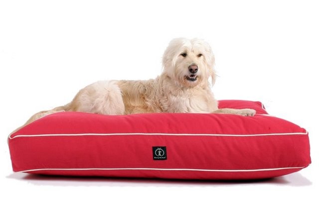 Harry Barker Manufacturers Eco-Friendly Dog Products