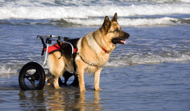 How to Improve Quality of Life for Disabled Dogs