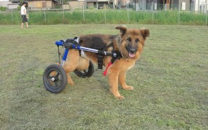 How to improve quality of life for disabled dogs