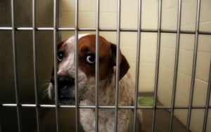 Law Says Animals Sold in Phoenix Pet Stores Must Come From Shelters and Rescues