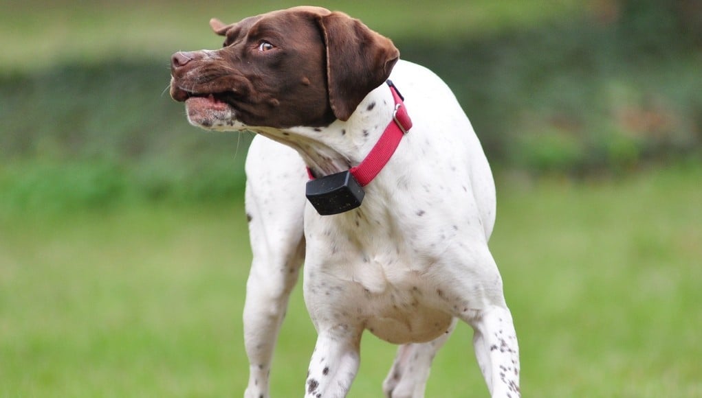 Myths and Facts About Electric Dog Collars