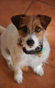 Myths and Facts About Electric Dog Collars