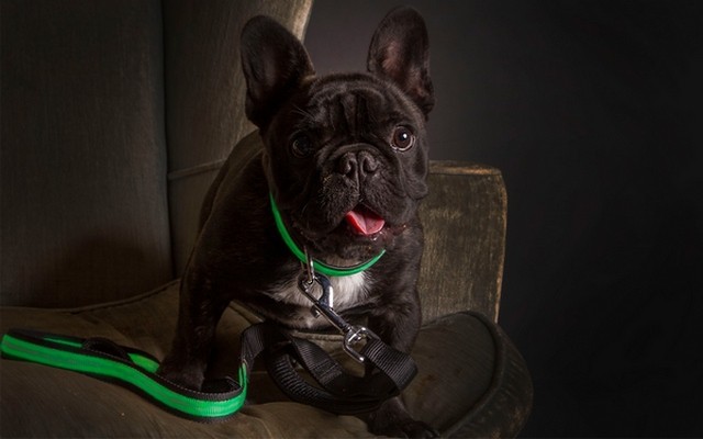 New High-End Pet Product Line Lights Up to Keep Dogs Safe