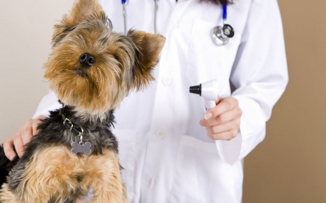 New Pet Health Safety Website Launched by ProActive Pet Products