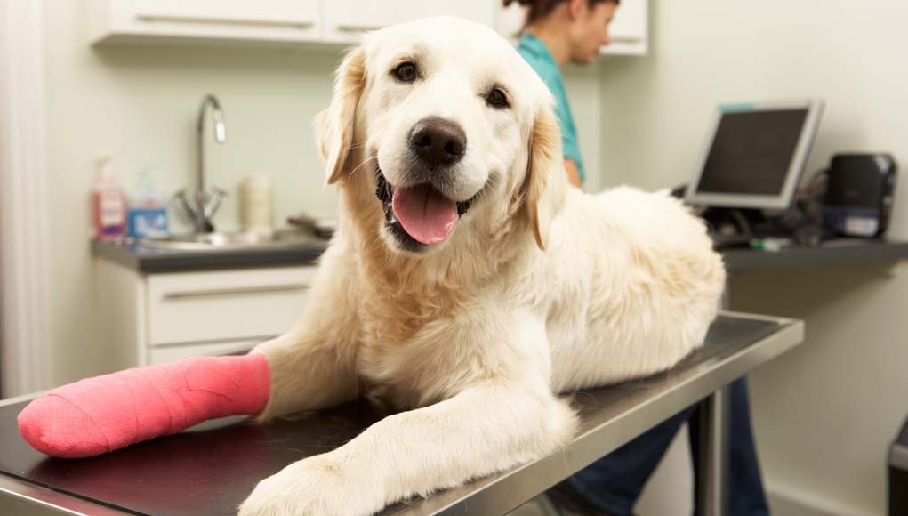 Pet Health Insurance