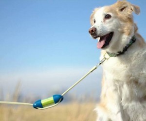 'Poop Bag Girl' Hoping to Take the Dog Waste Industry by Storm